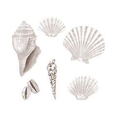 Vegglímmiðar - Seashell White